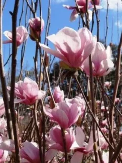 SN FLOWERING COLLECTION Magnolia - Alexandrina (Japanese)