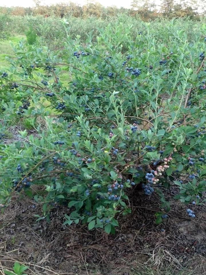 SN Blueberry - Brightwell (Rabbit Eye)