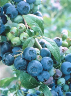 SN Blueberry - Brightwell (Rabbit Eye)