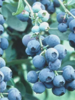 SN Blueberries Blueberry - Powder Blue (Rabbit Eye)