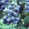 SN Blueberries Blueberry - Tifblue (Rabbit Eye)