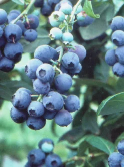 SN Blueberries Blueberry - Tifblue (Rabbit Eye)