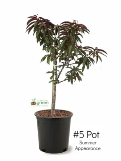 SN FRUIT COLLECTION Peach Trees - Dwarf Bonfire Patio Peach