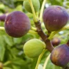 SN FRUIT COLLECTION Fig Trees - Brown Turkey