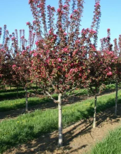 SN FRUIT COLLECTION Crabapple - Centurion