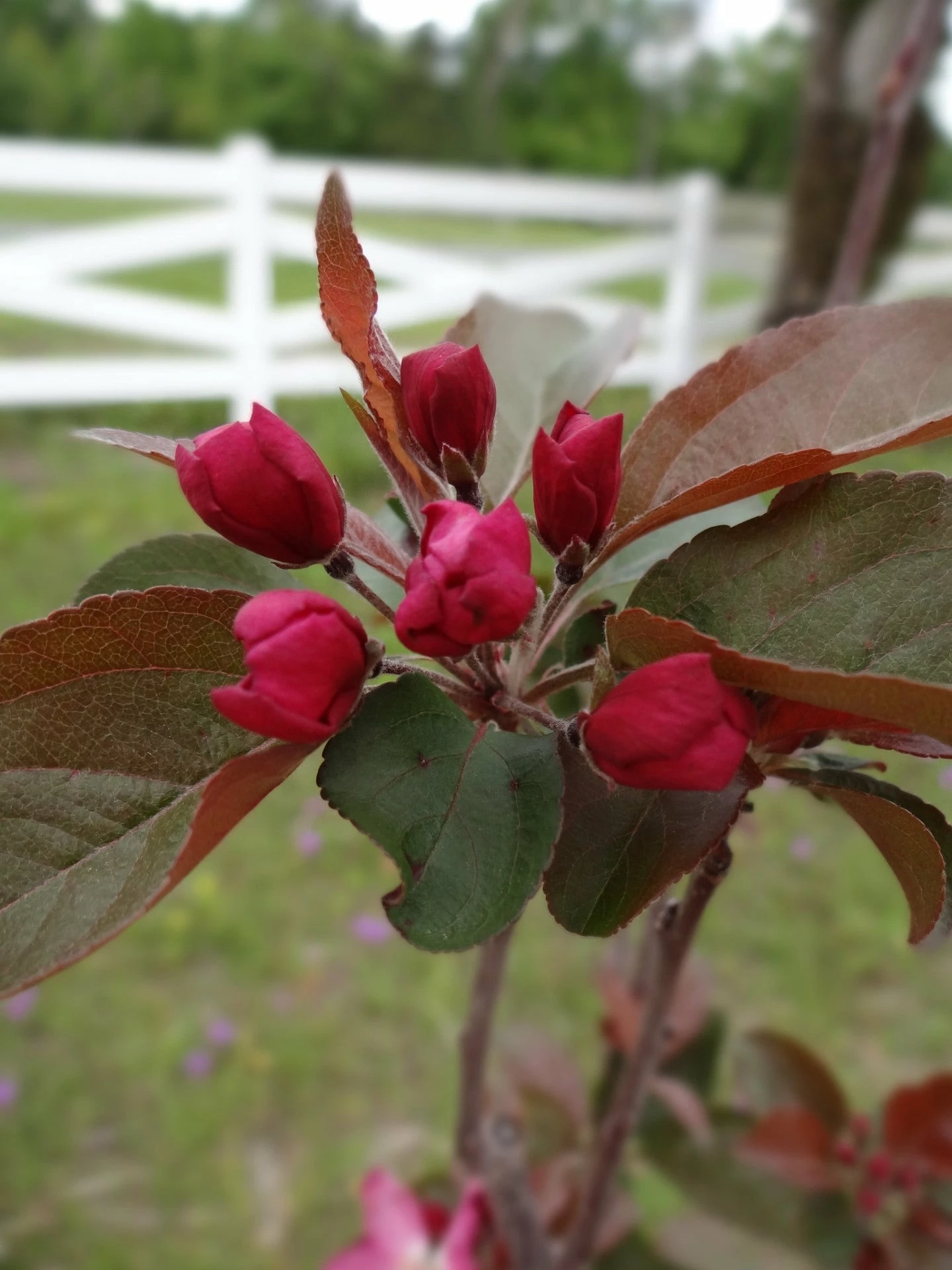 SN FRUIT COLLECTION Crabapple - Centurion