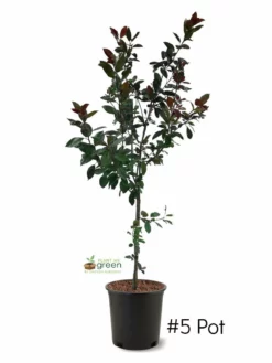 SN FRUIT COLLECTION Crabapple - Centurion