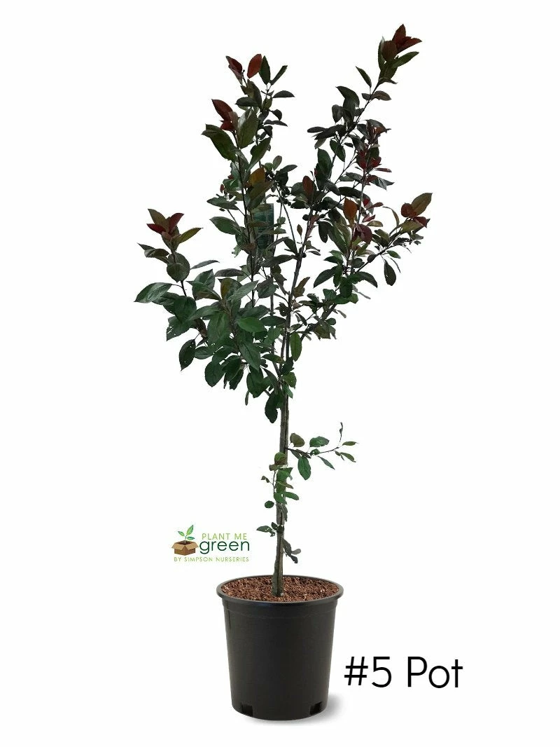 SN FRUIT COLLECTION Crabapple - Centurion