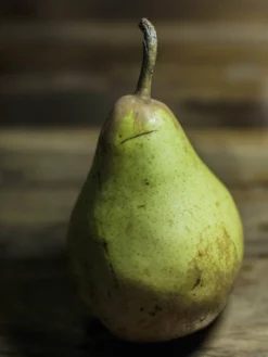 SN Pear Trees - Flordahome