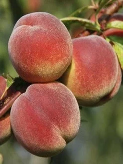 SN FRUIT COLLECTION Peach Trees - Harvester