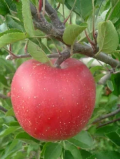SN FRUIT COLLECTION Apple Trees - Melrose (Red)