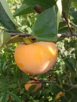SN Persimmon Trees - Nikita's Gift (Astringent)