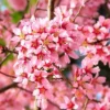 SN Cherry - Okame (Flowering) FLOWERING COLLECTION