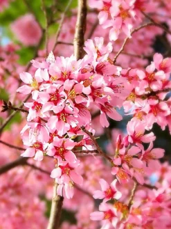 SN Cherry - Okame (Flowering) FLOWERING COLLECTION