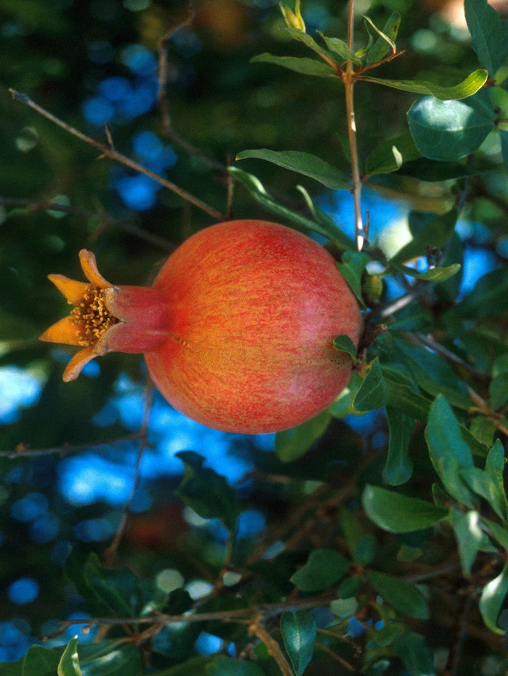 SN Pomegranate Trees - Russian #26 FRUIT COLLECTION