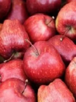 SN Apple Trees - Red Delicious