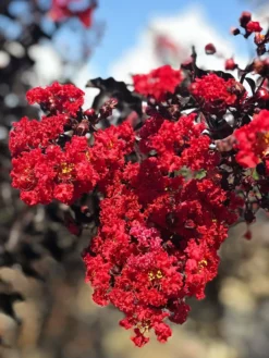 SN Crape Myrtle - Black Diamond Red Hot