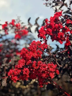 SN Crape Myrtle - Black Diamond Red Hot