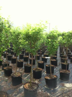SN Plum Trees - Santa Rosa