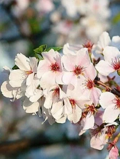SN FLOWERING COLLECTION Cherry - Yoshino (Flowering)